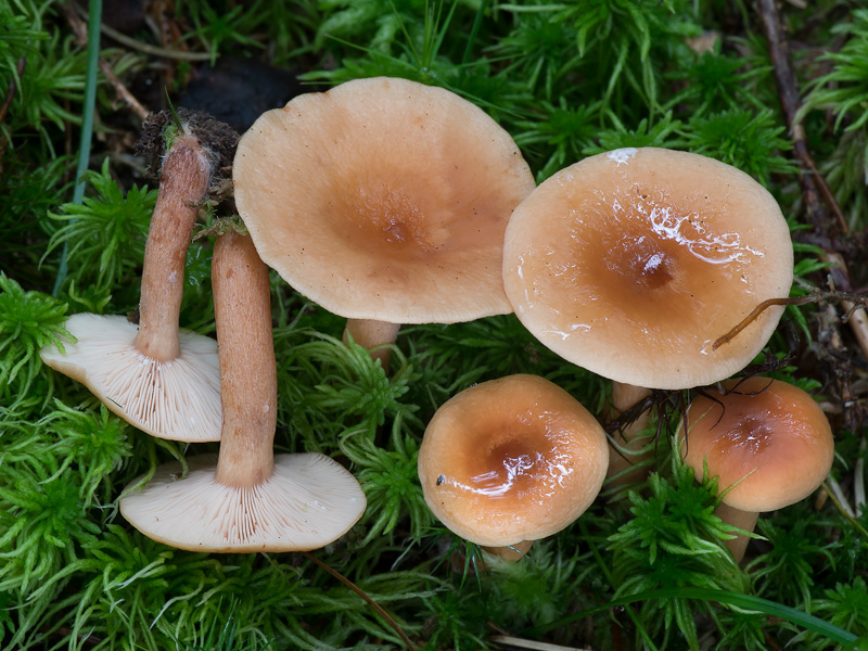 Lactarius tabidus